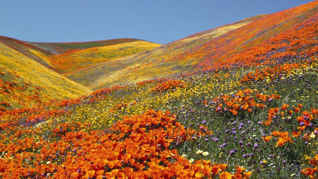 Valley of Flowers - the Best Places To Visit In India During August 